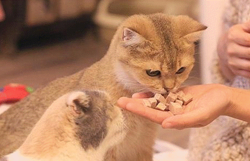 喂养新趋势毛孩子也能实现冻干自由开元棋牌app天猫国际揭秘宠物(图1)