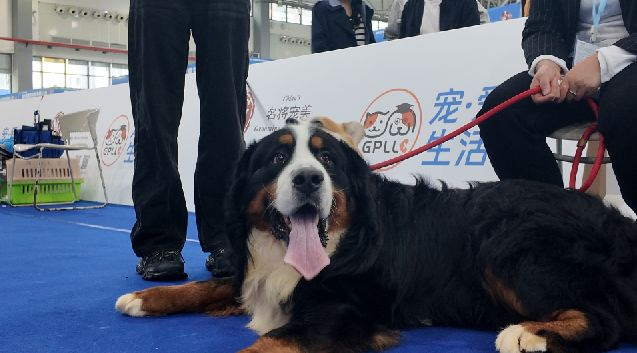 生活展览会今日盛大开幕！开元棋牌2025贵州宠爱(图4)